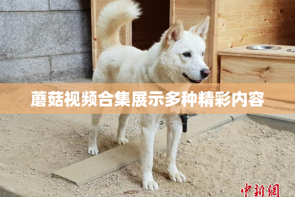蘑菇视频合集展示多种精彩内容