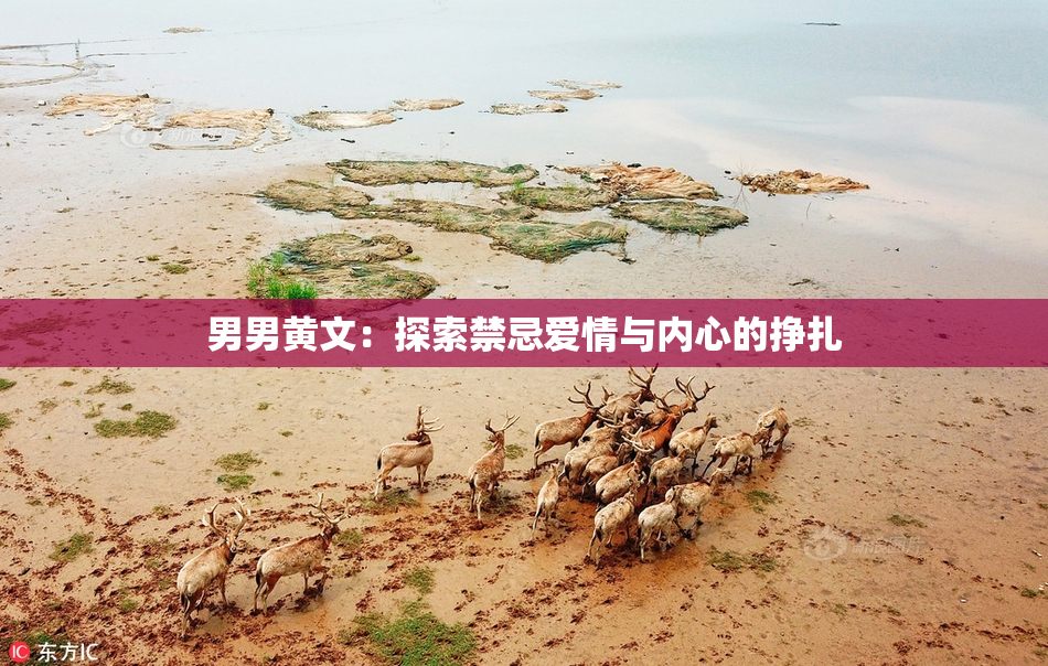 男男黄文：探索禁忌爱情与内心的挣扎