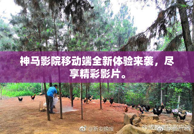神马影院移动端全新体验来袭，尽享精彩影片。