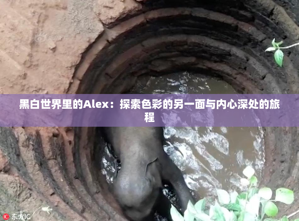 黑白世界里的Alex：探索色彩的另一面与内心深处的旅程