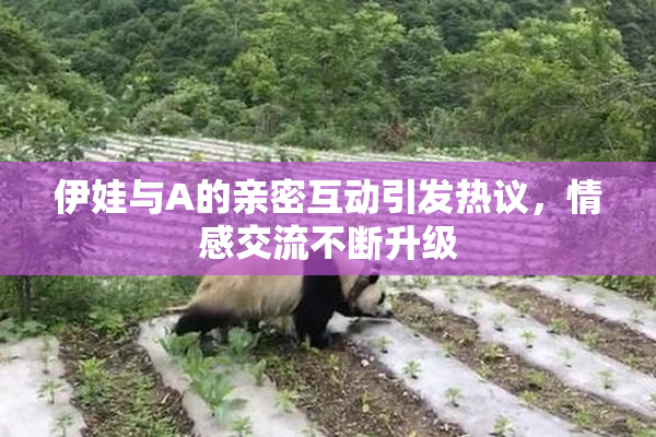 伊娃与A的亲密互动引发热议，情感交流不断升级