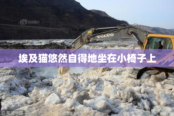 埃及猫悠然自得地坐在小椅子上