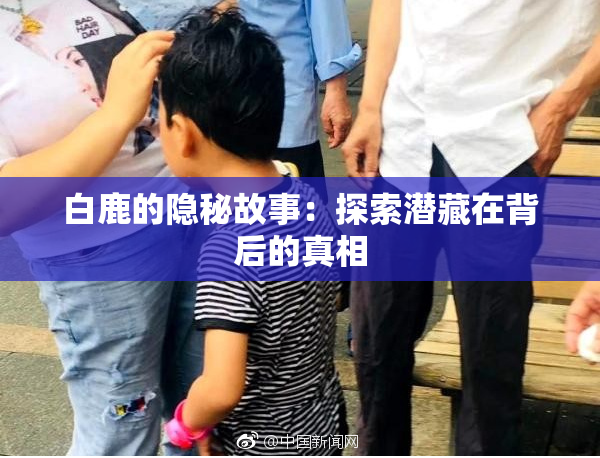 白鹿的隐秘故事：探索潜藏在背后的真相
