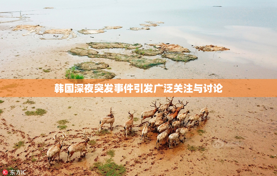 韩国深夜突发事件引发广泛关注与讨论