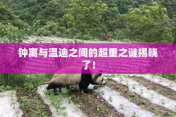 钟离与温迪之间的超重之谜揭晓了！