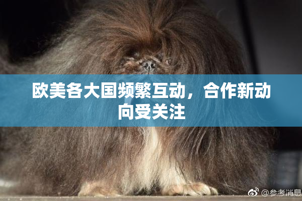 欧美各大国频繁互动，合作新动向受关注