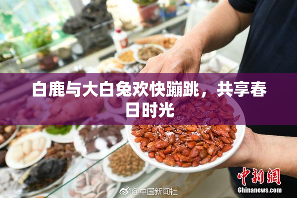 白鹿与大白兔欢快蹦跳，共享春日时光