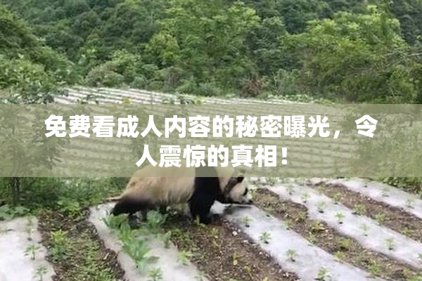 免费看成人内容的秘密曝光，令人震惊的真相！