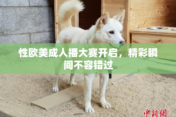 性欧美成人播大赛开启，精彩瞬间不容错过