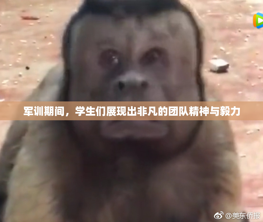 军训期间，学生们展现出非凡的团队精神与毅力