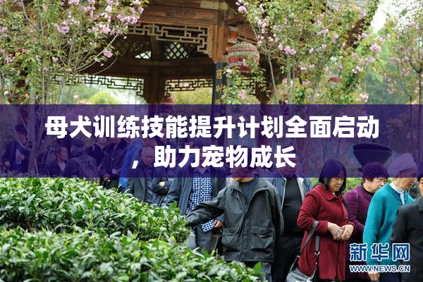 母犬训练技能提升计划全面启动，助力宠物成长