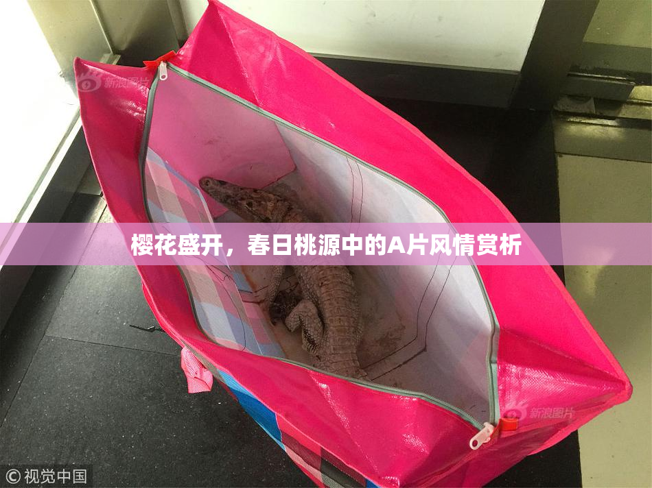 樱花盛开，春日桃源中的A片风情赏析
