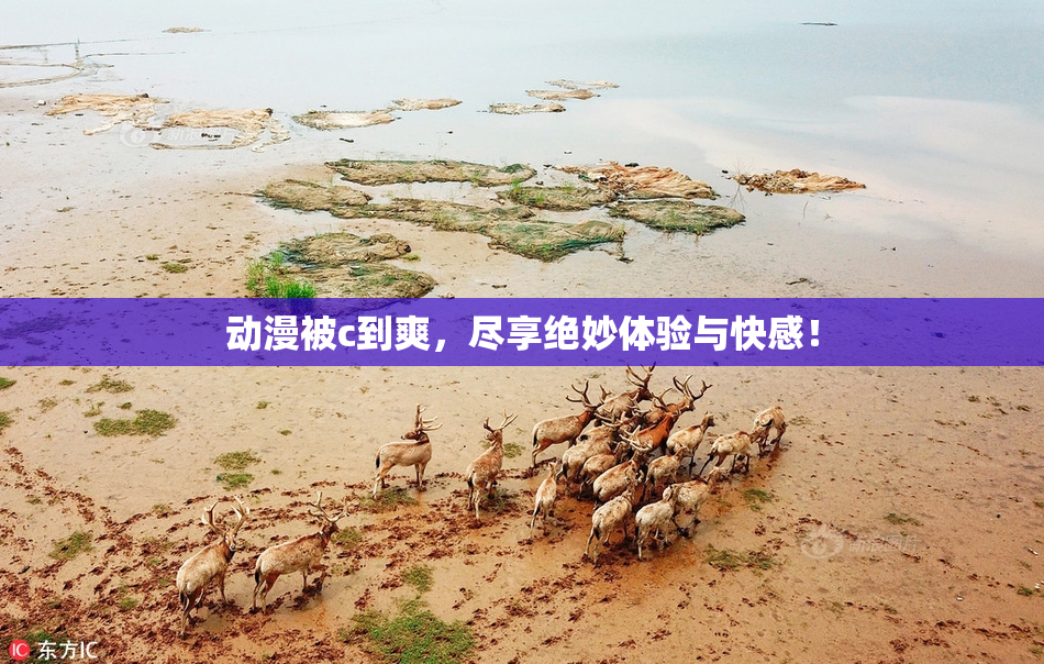 动漫被c到爽，尽享绝妙体验与快感！