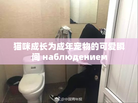 猫咪成长为成年宠物的可爱瞬间 наблюдением