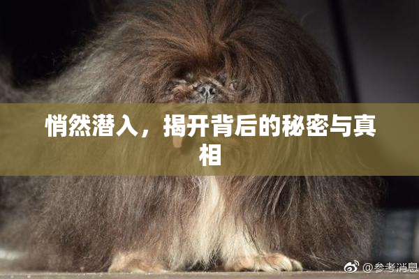 悄然潜入，揭开背后的秘密与真相