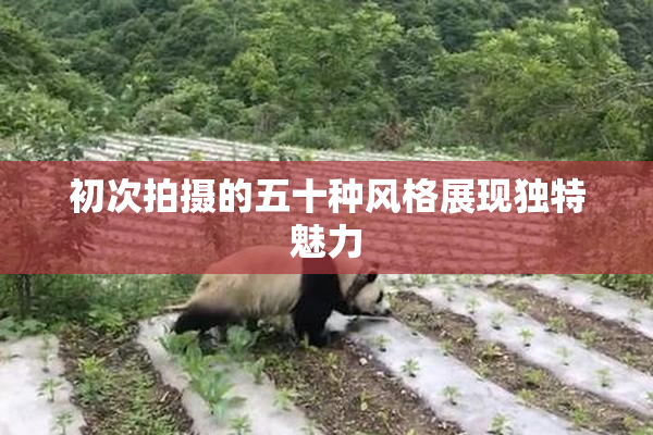 初次拍摄的五十种风格展现独特魅力