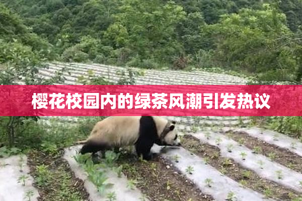 樱花校园内的绿茶风潮引发热议