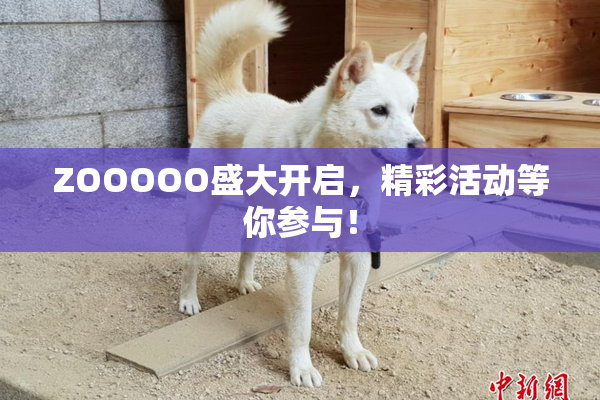ZOOOOO盛大开启，精彩活动等你参与！