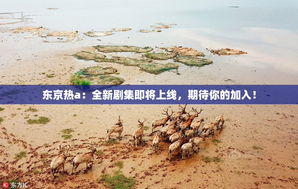 东京热a：全新剧集即将上线，期待你的加入！