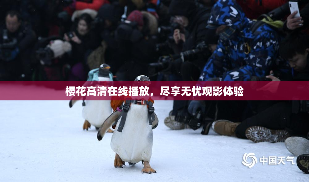 樱花高清在线播放，尽享无忧观影体验