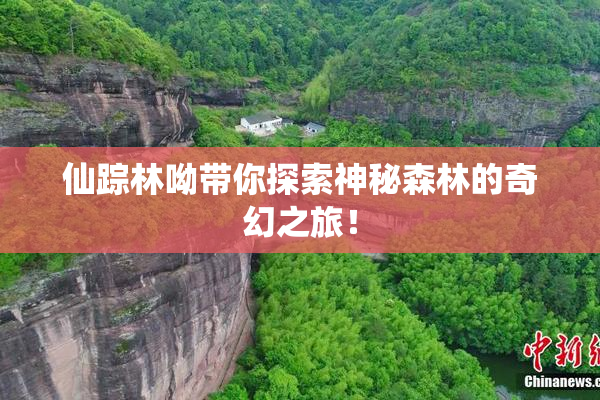仙踪林呦带你探索神秘森林的奇幻之旅！