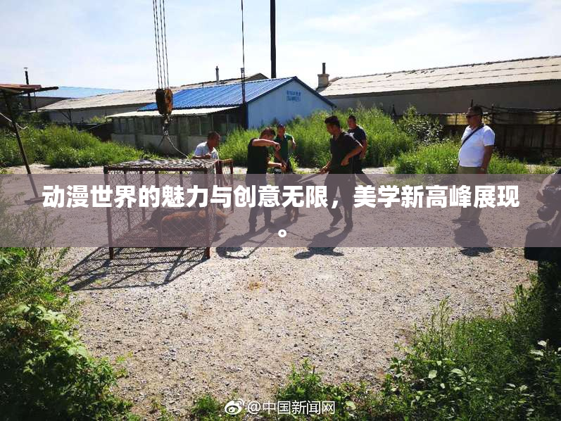 动漫世界的魅力与创意无限，美学新高峰展现。