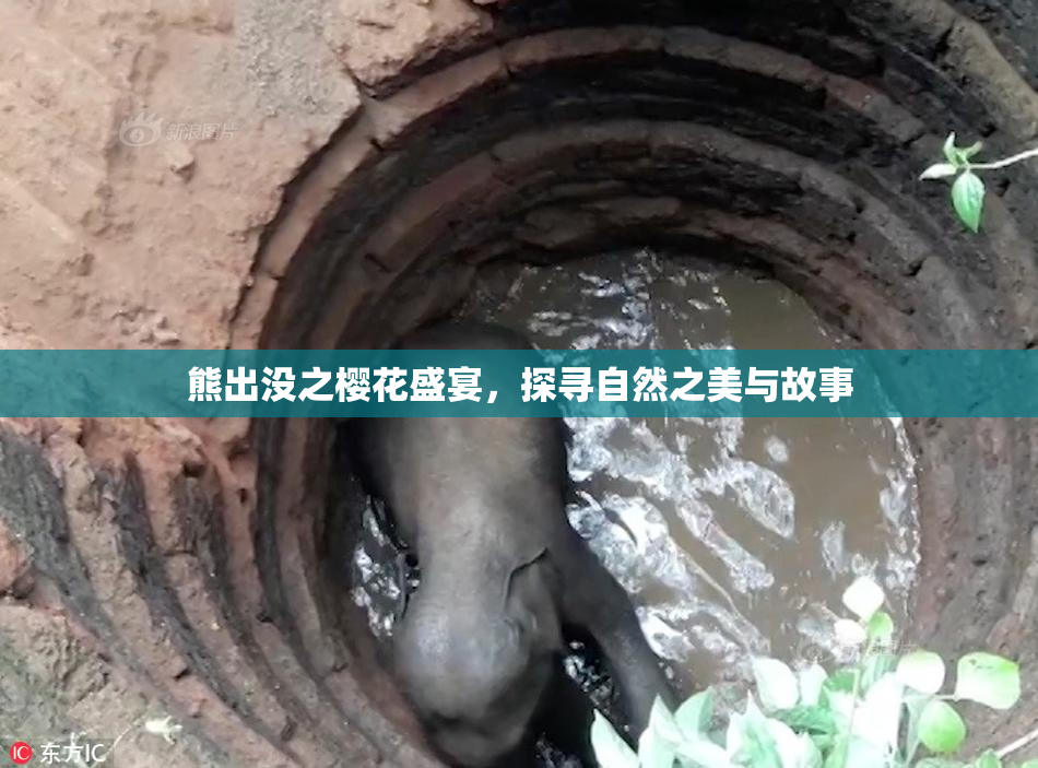 熊出没之樱花盛宴，探寻自然之美与故事