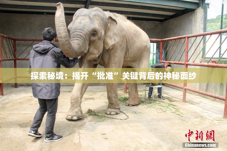 探索秘境：揭开“批准”关键背后的神秘面纱