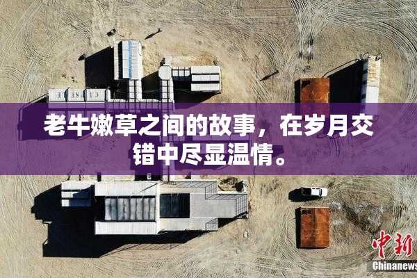 老牛嫩草之间的故事，在岁月交错中尽显温情。