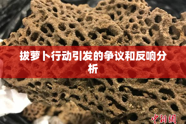 拔萝卜行动引发的争议和反响分析