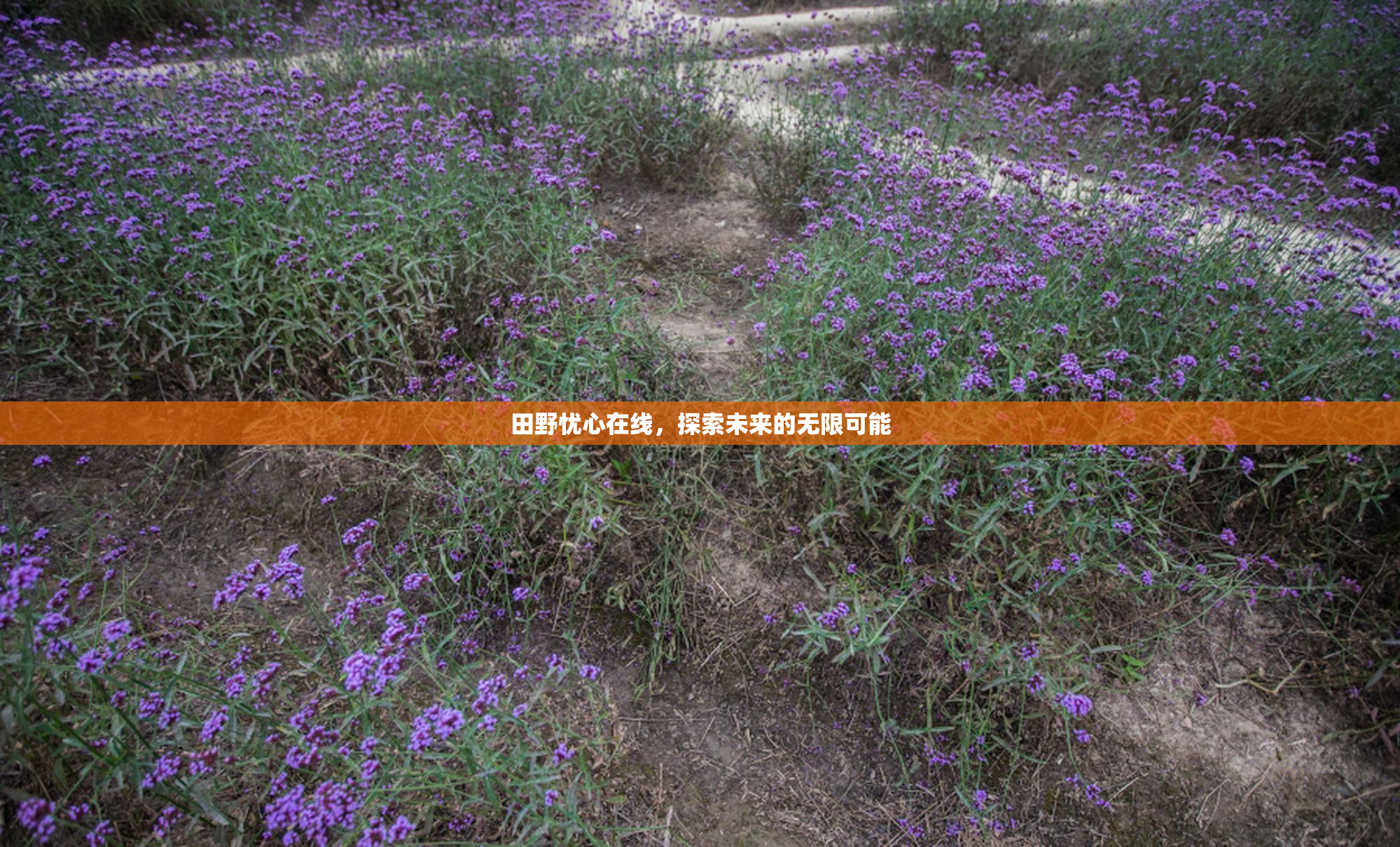 田野忧心在线，探索未来的无限可能