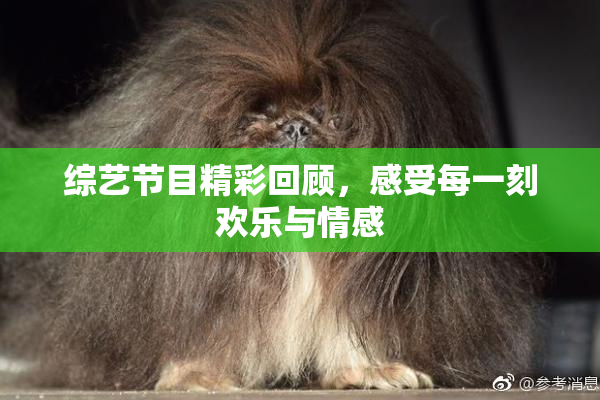综艺节目精彩回顾，感受每一刻欢乐与情感