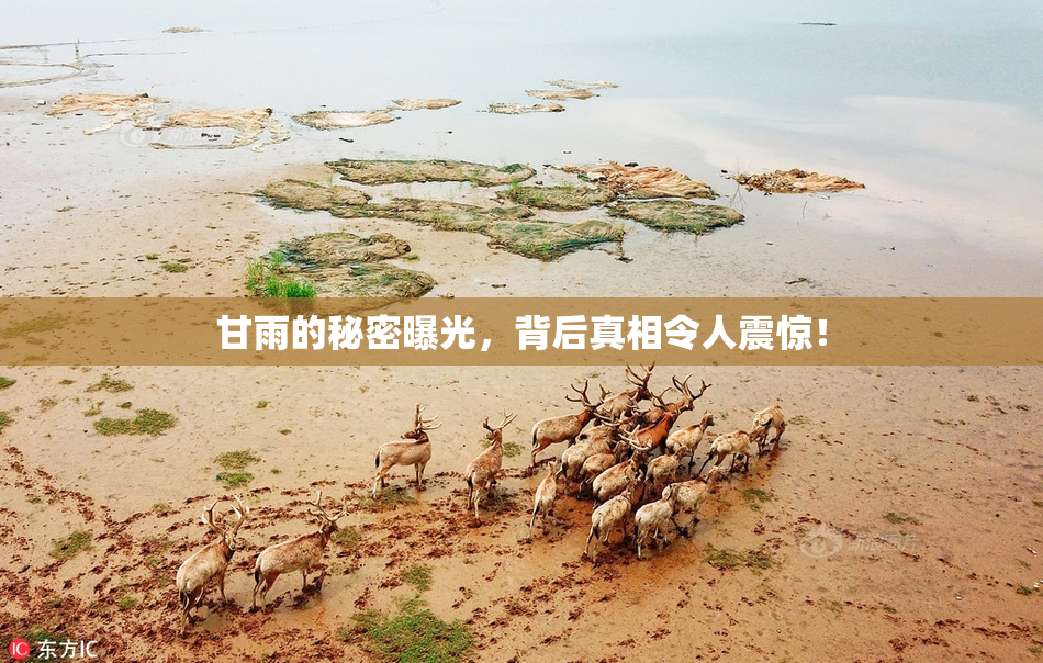 甘雨的秘密曝光，背后真相令人震惊！