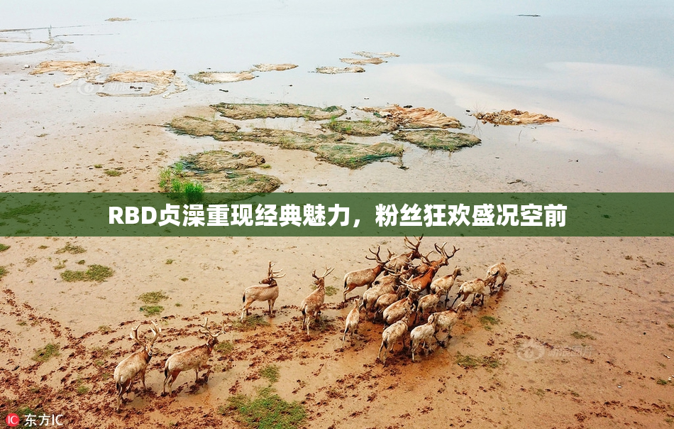 RBD贞澡重现经典魅力，粉丝狂欢盛况空前