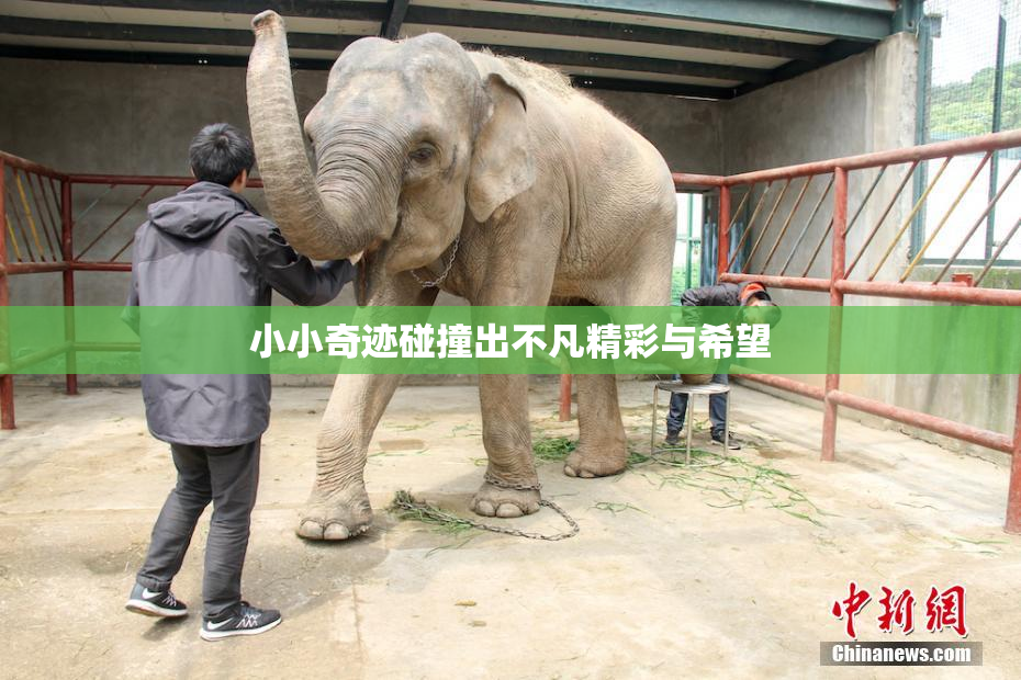 小小奇迹碰撞出不凡精彩与希望