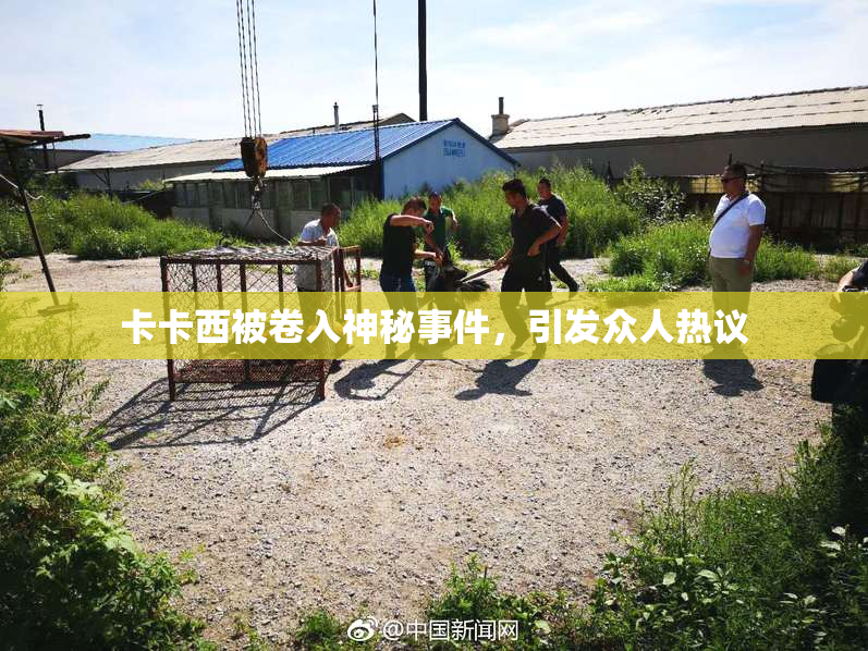 卡卡西被卷入神秘事件，引发众人热议