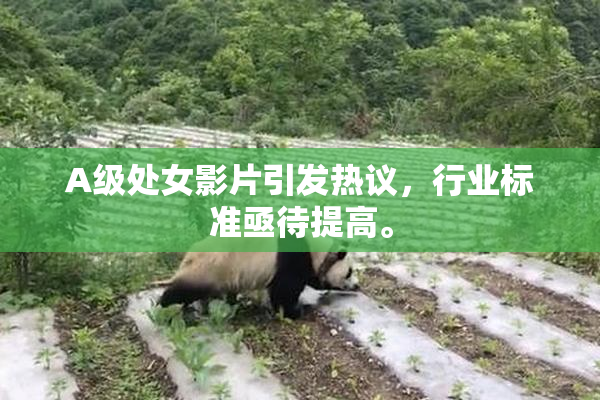 A级处女影片引发热议，行业标准亟待提高。