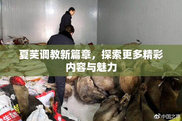夏芙调教新篇章，探索更多精彩内容与魅力
