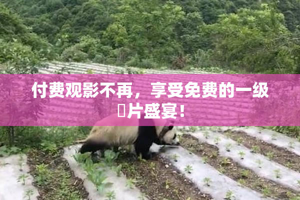 付费观影不再，享受免费的一级婬片盛宴！