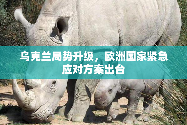 乌克兰局势升级，欧洲国家紧急应对方案出台