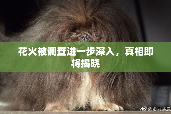 花火被调查进一步深入，真相即将揭晓