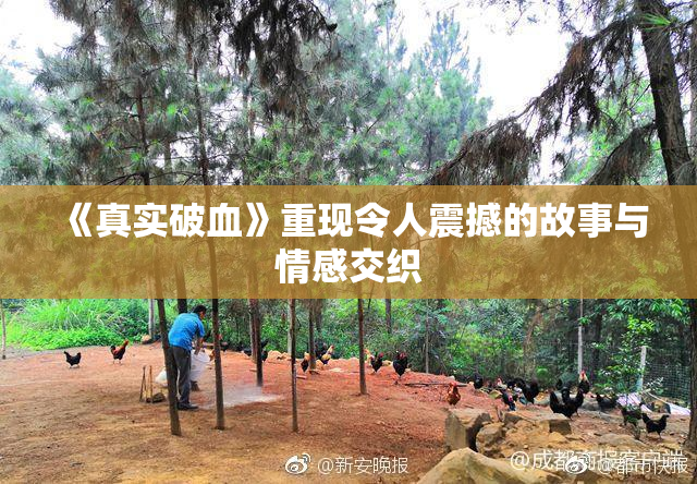 《真实破血》重现令人震撼的故事与情感交织
