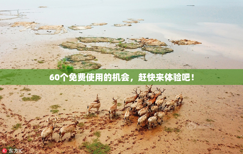 60个免费使用的机会，赶快来体验吧！