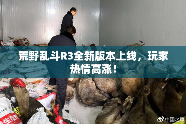 荒野乱斗R3全新版本上线，玩家热情高涨！