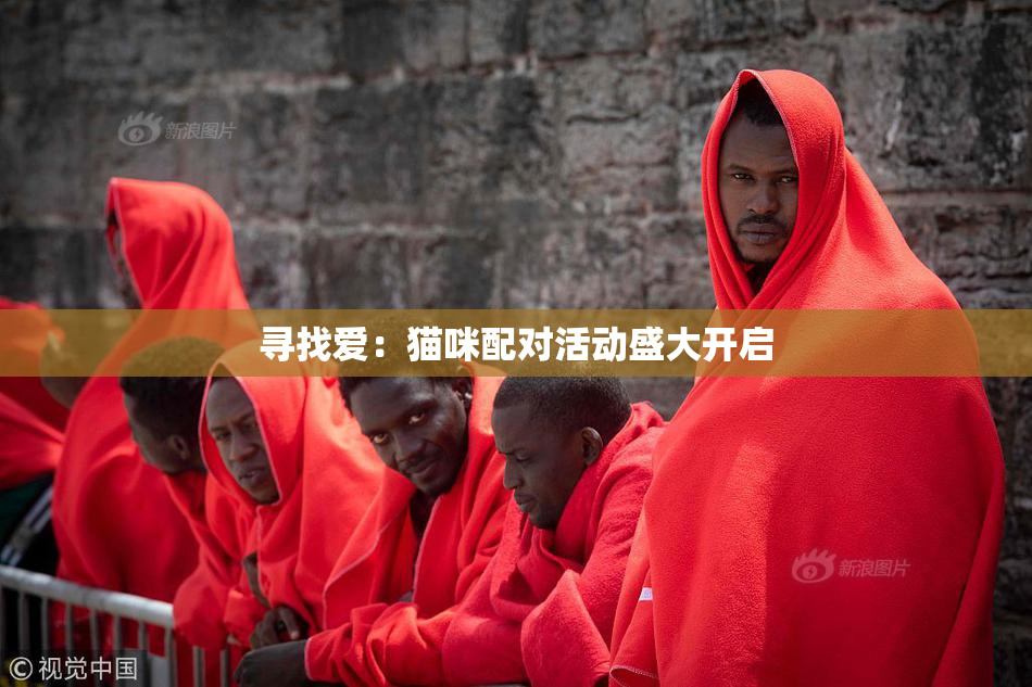 寻找爱：猫咪配对活动盛大开启