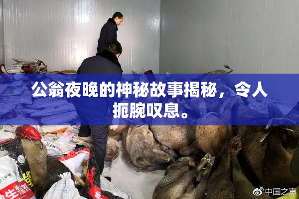 公翁夜晚的神秘故事揭秘，令人扼腕叹息。