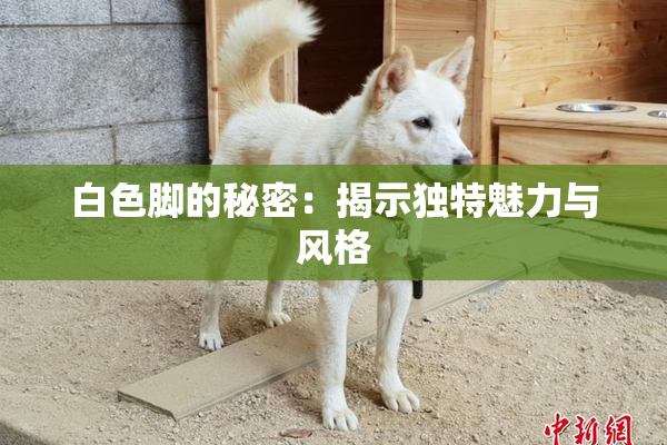 白色脚的秘密：揭示独特魅力与风格