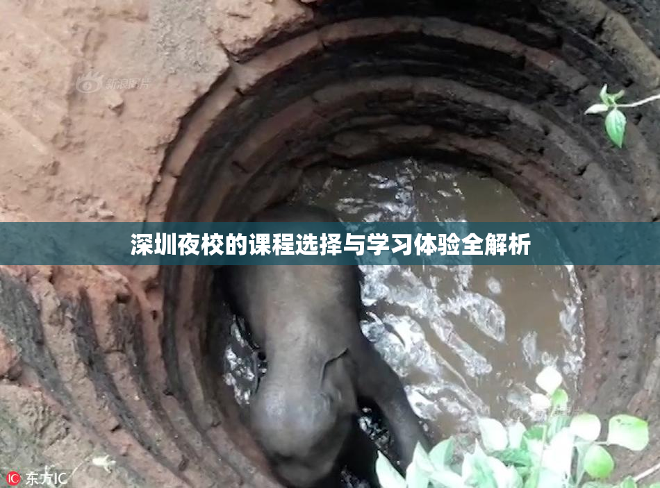 深圳夜校的课程选择与学习体验全解析