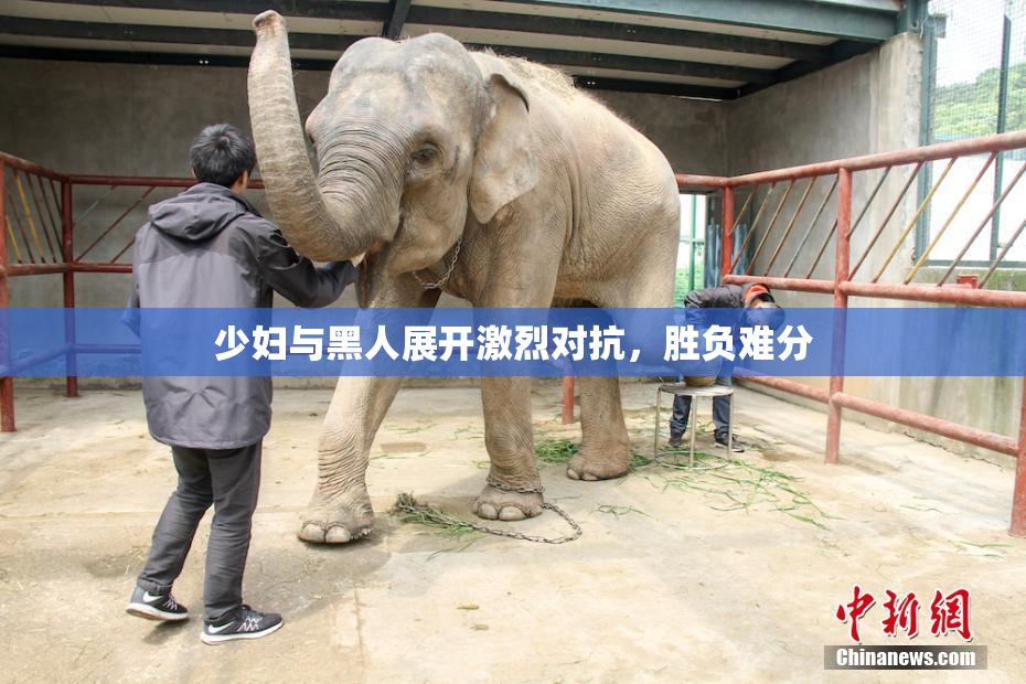 少妇与黑人展开激烈对抗，胜负难分