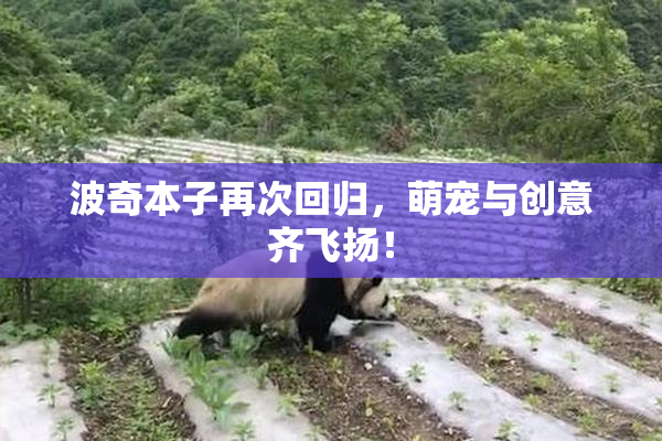 波奇本子再次回归，萌宠与创意齐飞扬！